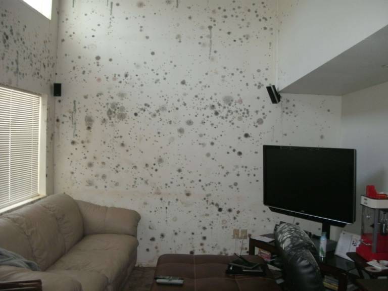 black mold removal from las vegas ranch